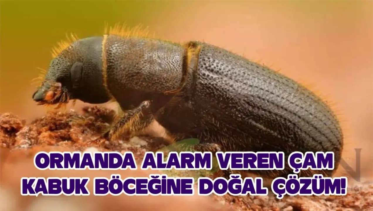 KARABÜK ORMANLARINDA ALARM VEREN ÇAM KABUK BÖCEĞİNE DOĞAL ÇÖZÜM! 451 Bin Zararlı Böcek Yakalandı, Binlerce Faydalı Larva Doğaya Salındı