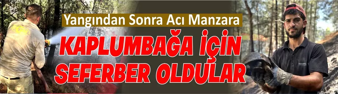 Yangın Söndü, Kaplumbağa Kurtarıldı